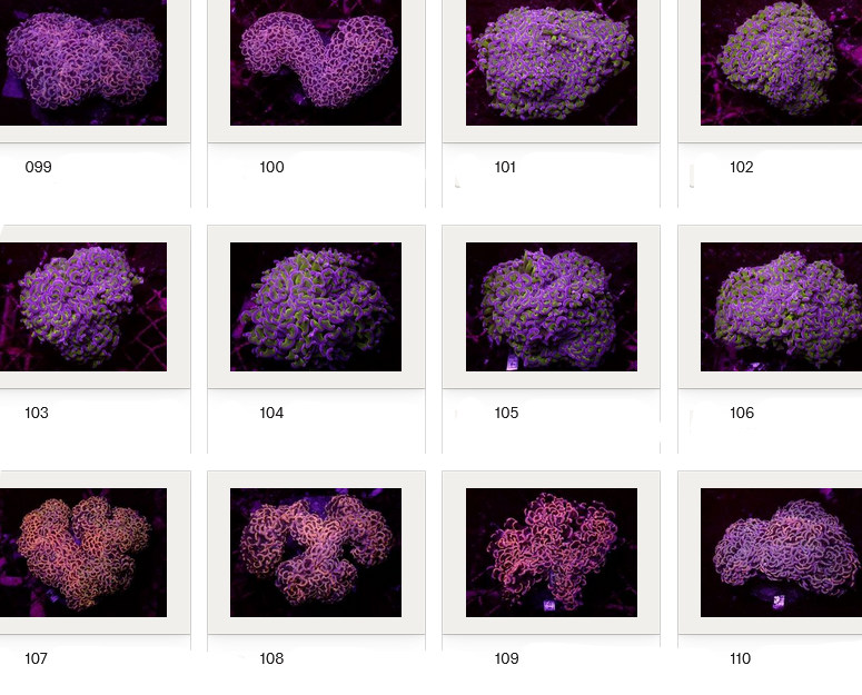 Kupang Corals