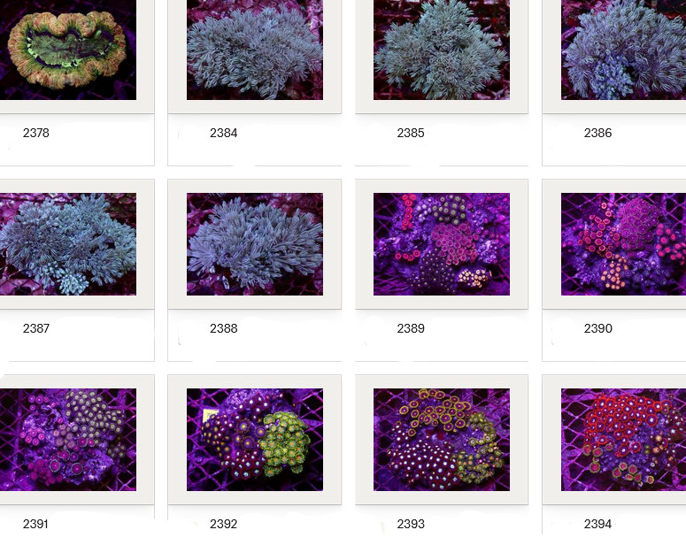 Kupang Corals