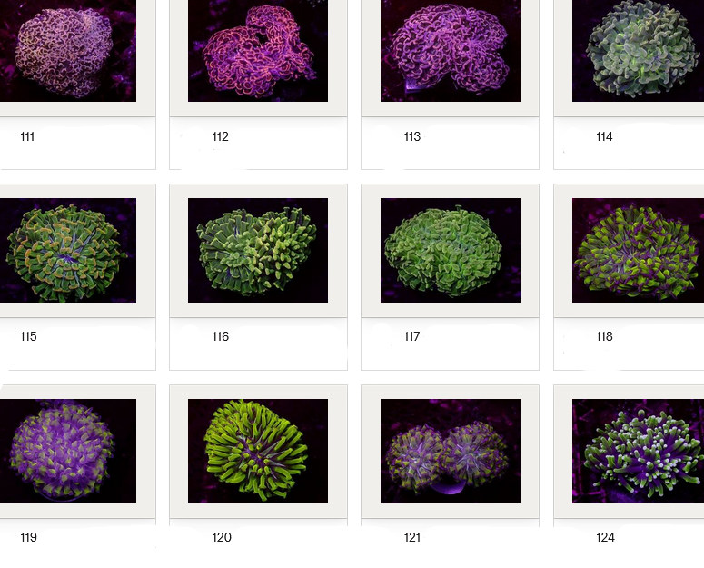 Kupang Corals