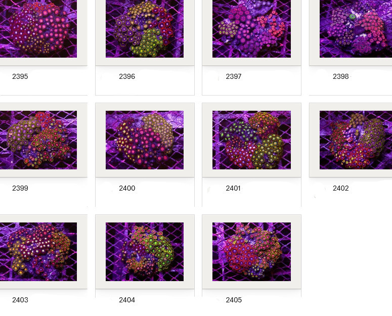 Kupang Corals