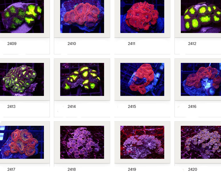 Kupang Corals