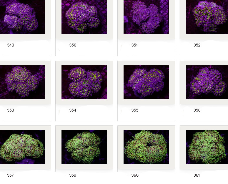Kupang Corals