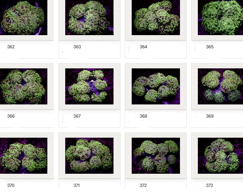 Kupang Corals
