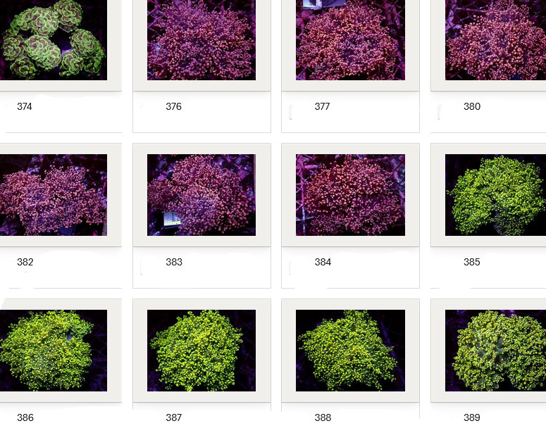 Kupang Corals