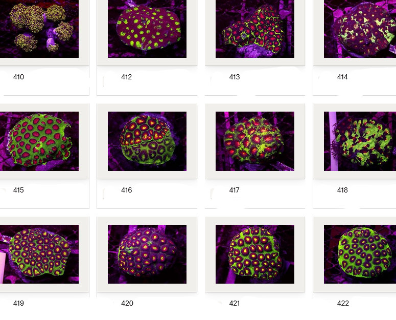 Kupang Corals