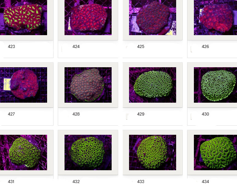 Kupang Corals