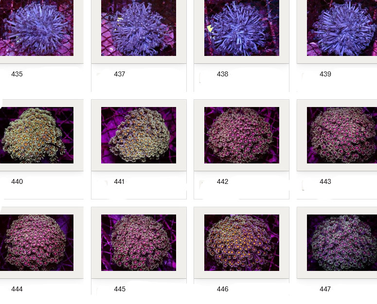Kupang Corals