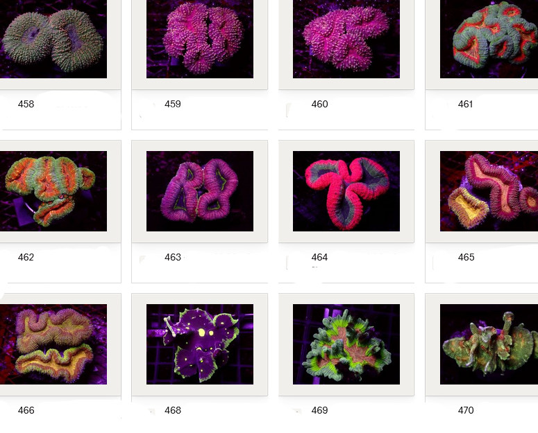 Kupang Corals