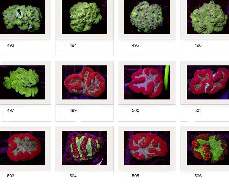 Kupang Corals