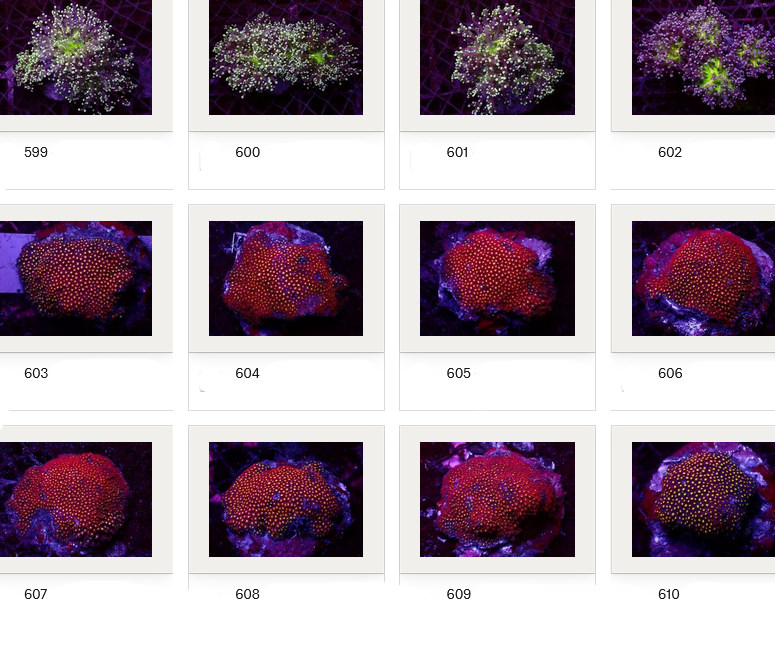 Kupang Corals