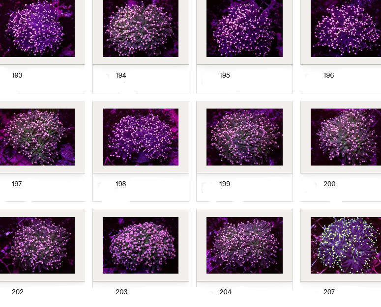 Kupang Corals