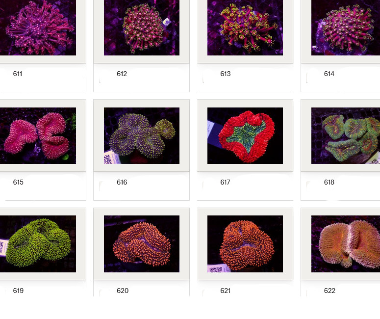 Kupang Corals