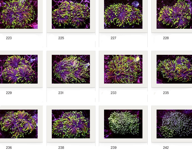 Kupang Corals