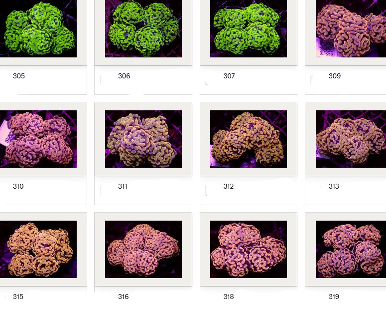 Kupang Corals
