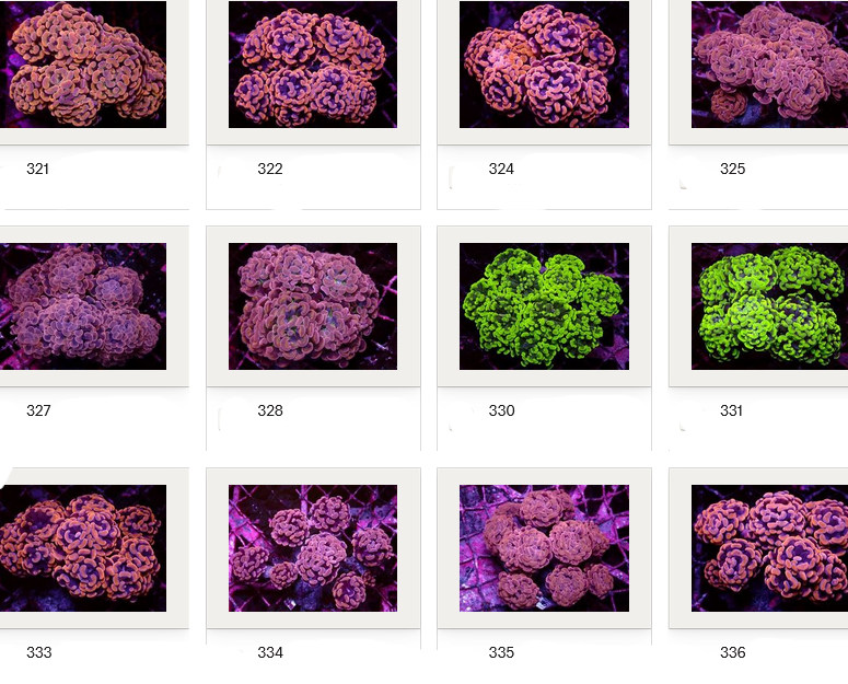 Kupang Corals