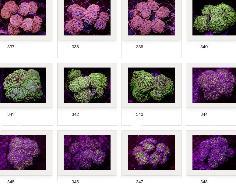 Kupang Corals
