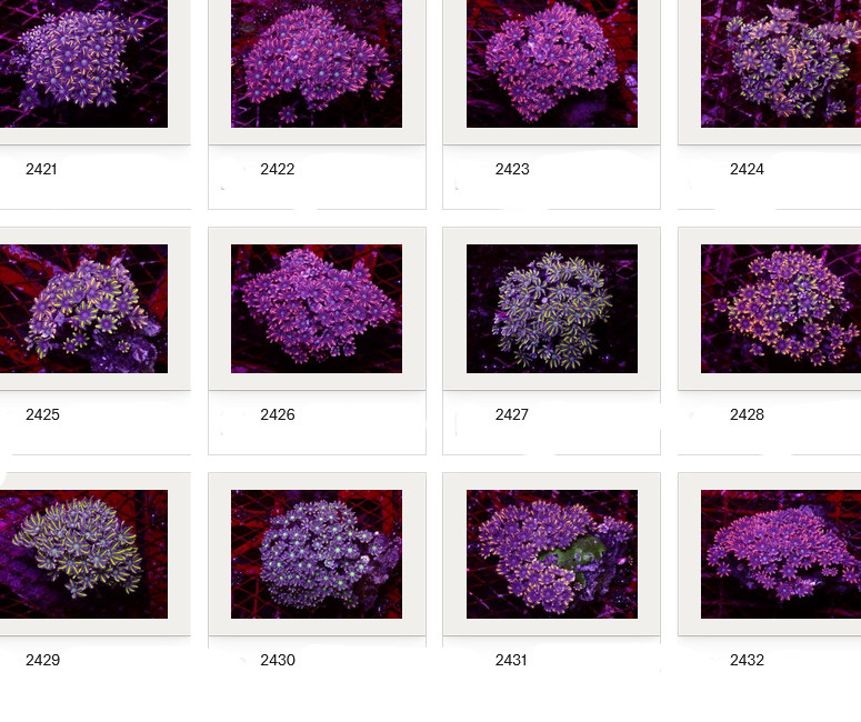 Kupang Corals