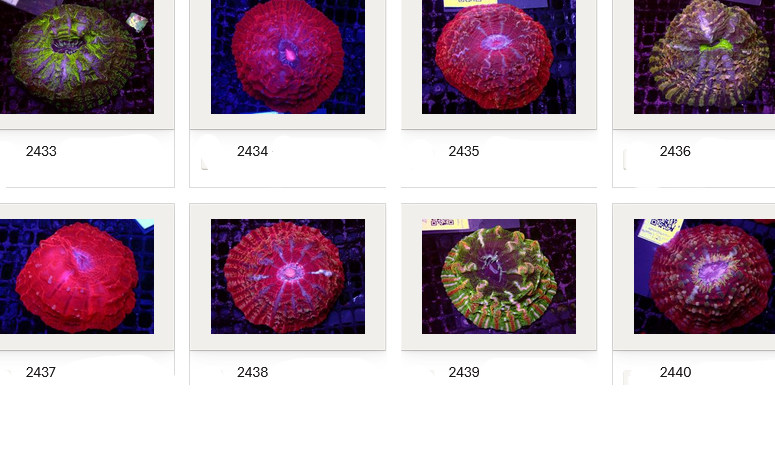 Kupang Corals