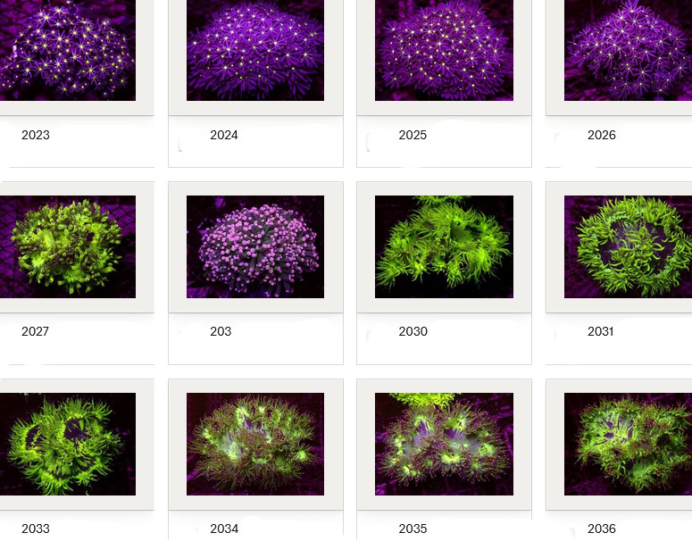 Kupang Corals
