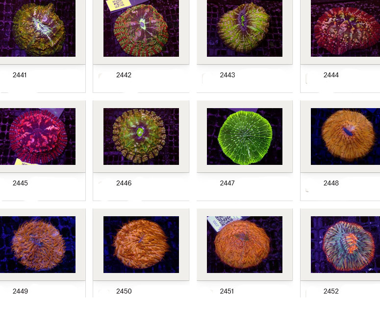 Kupang Corals