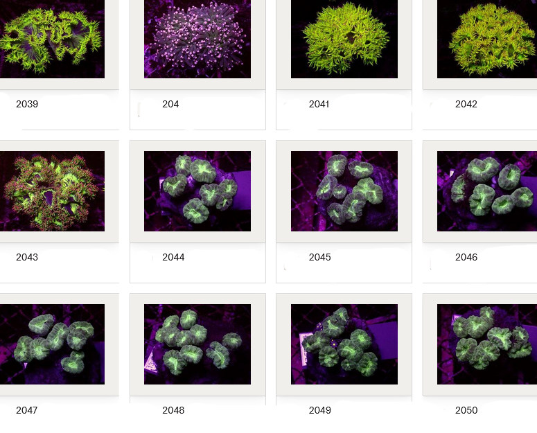 Kupang Corals