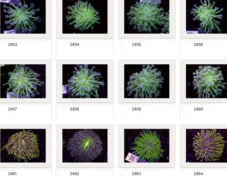 Kupang Corals