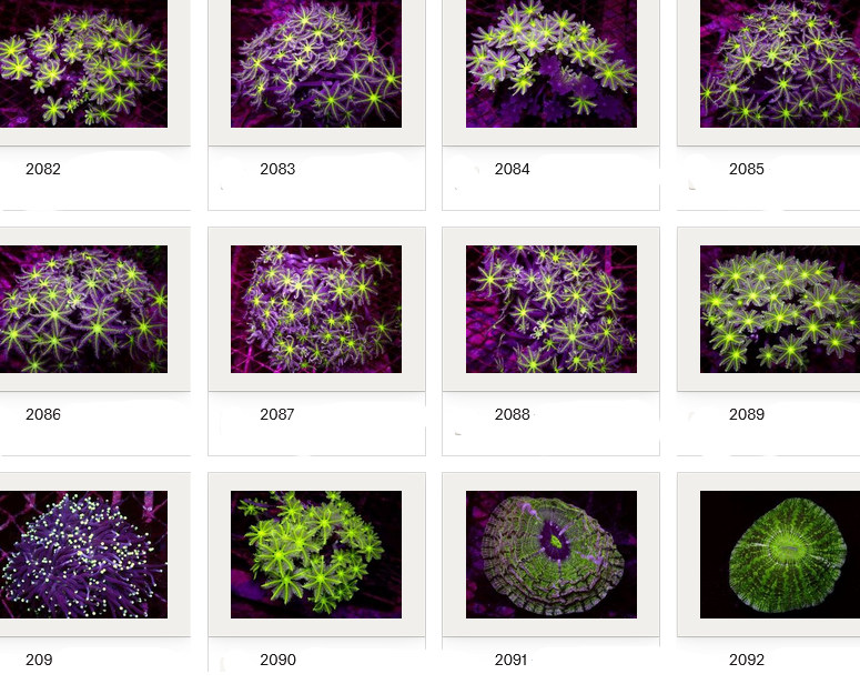 Kupang Corals