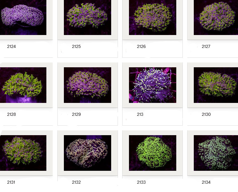 Kupang Corals