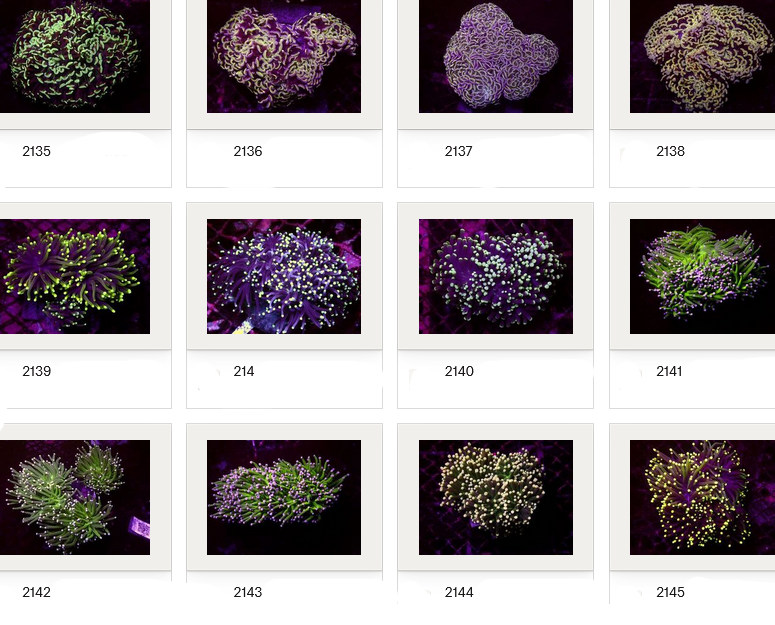 Kupang Corals