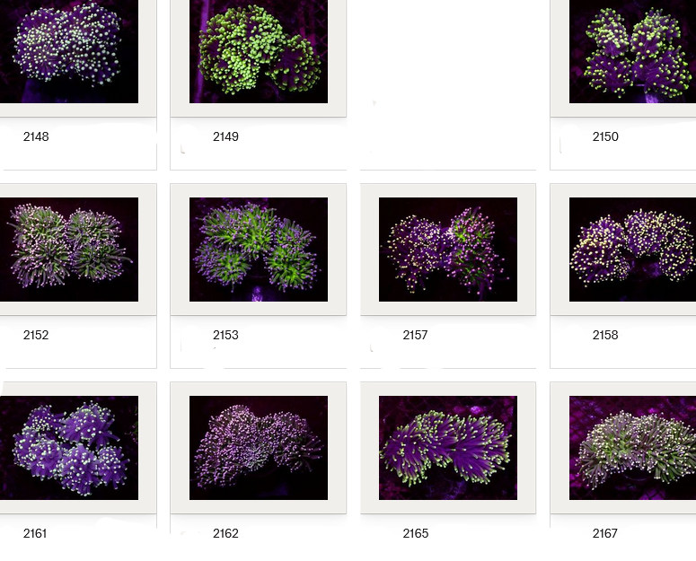 Kupang Corals