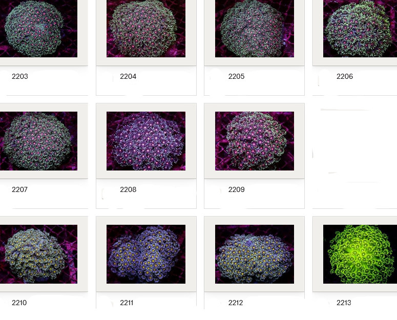 Kupang Corals