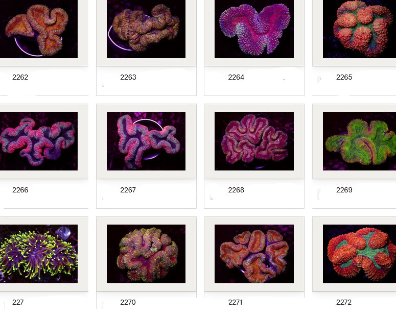 Kupang Corals