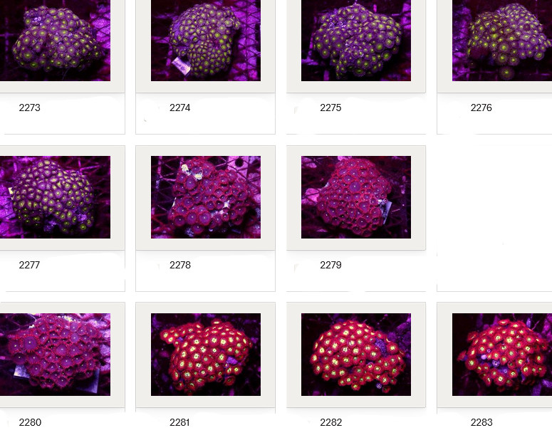 Kupang Corals