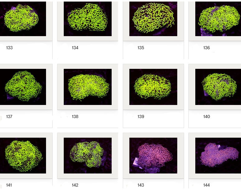 Kupang Corals