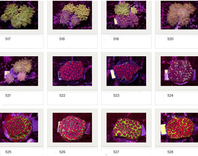 Kupang Corals