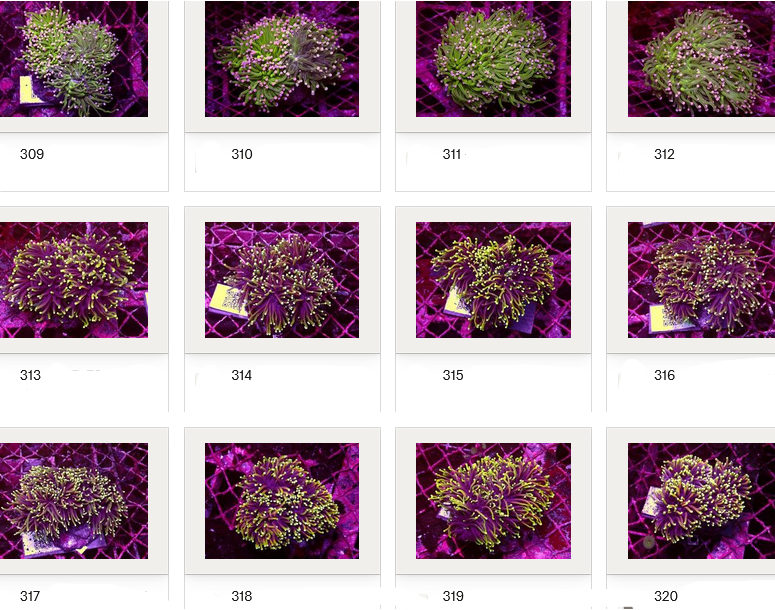 Kupang Corals