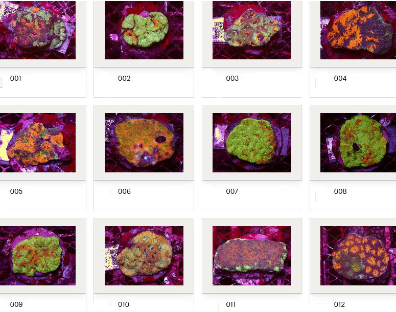 Kupang Corals