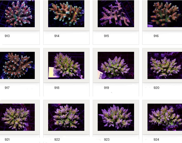 Kupang Acropora