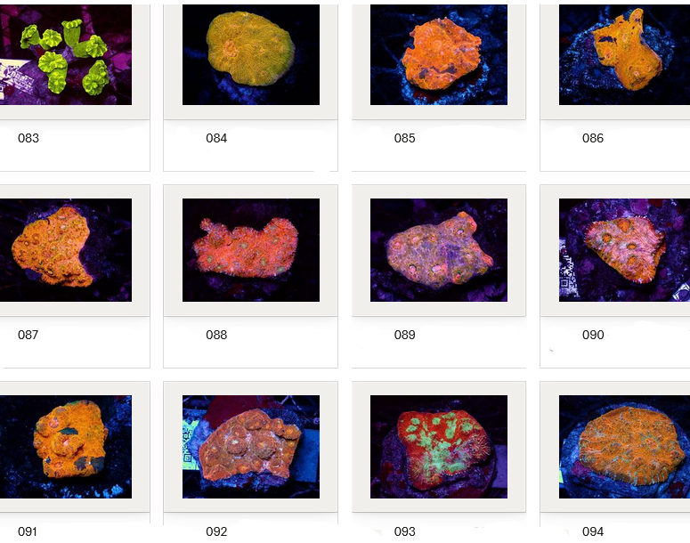 Kupang Corals