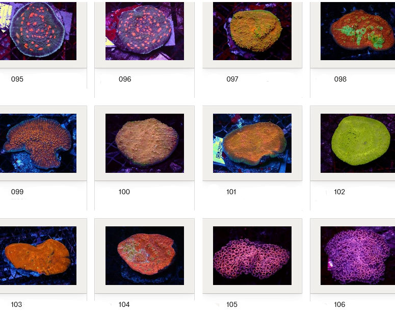 Kupang Corals