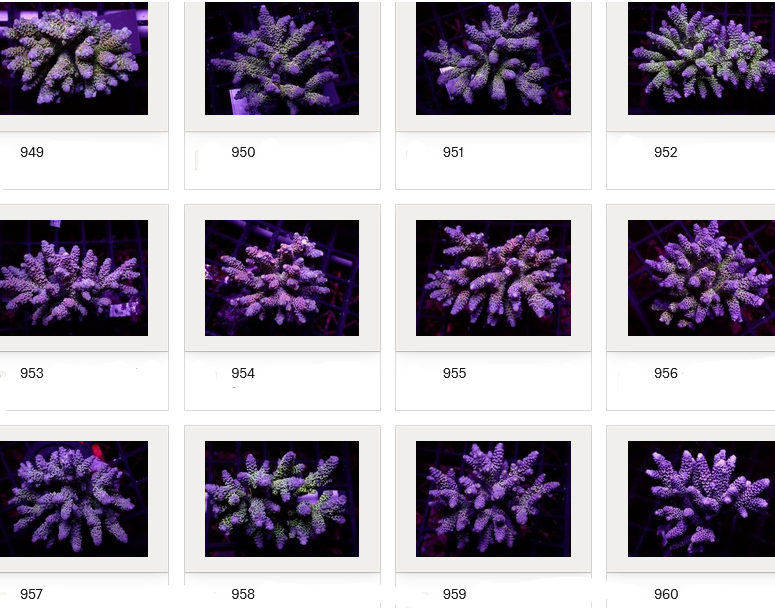 Kupang Acropora
