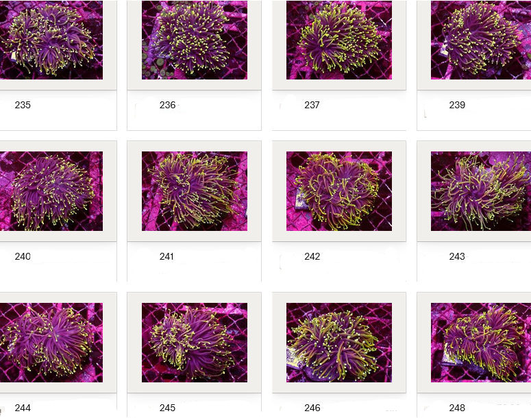Kupang Corals
