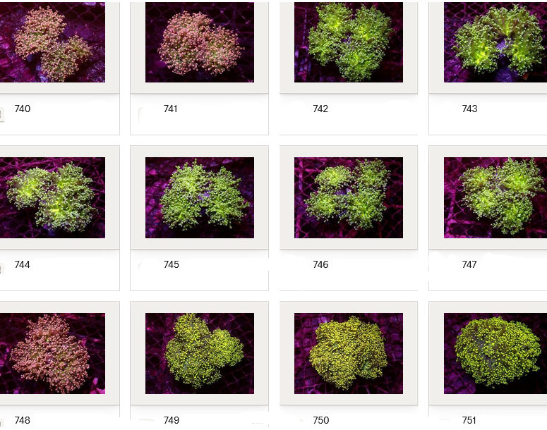 Kupang Corals