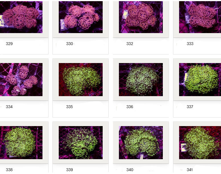 Kupang Corals