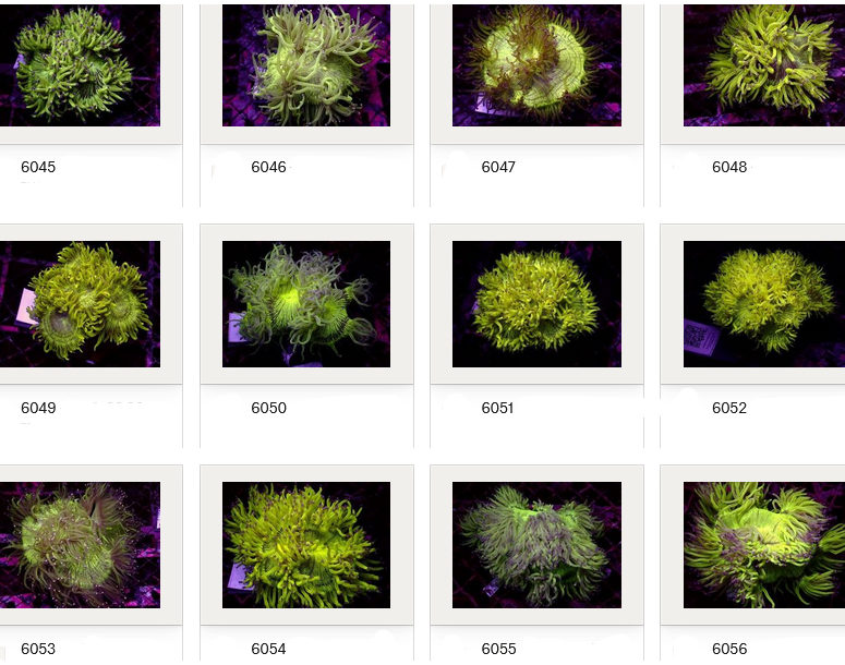 Kupang Corals
