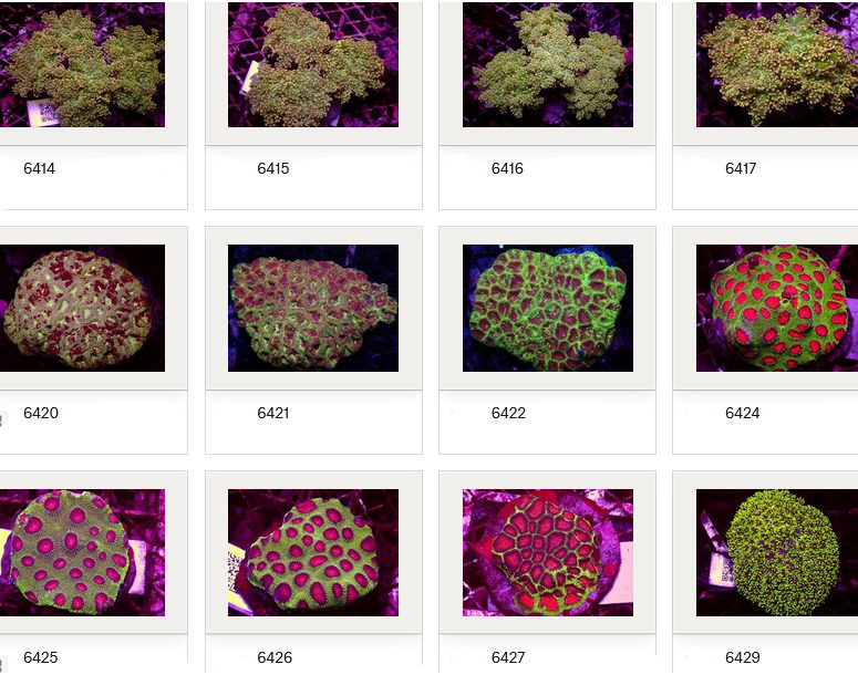 Kupang Corals