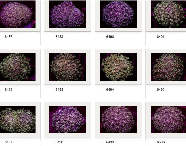 Kupang Corals