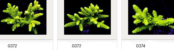 Kupang Acropora