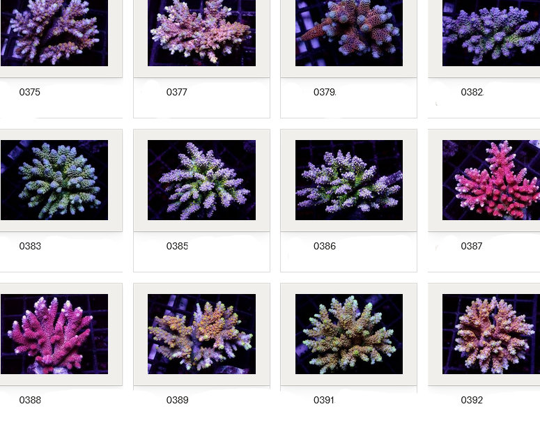 Kupang Acropora
