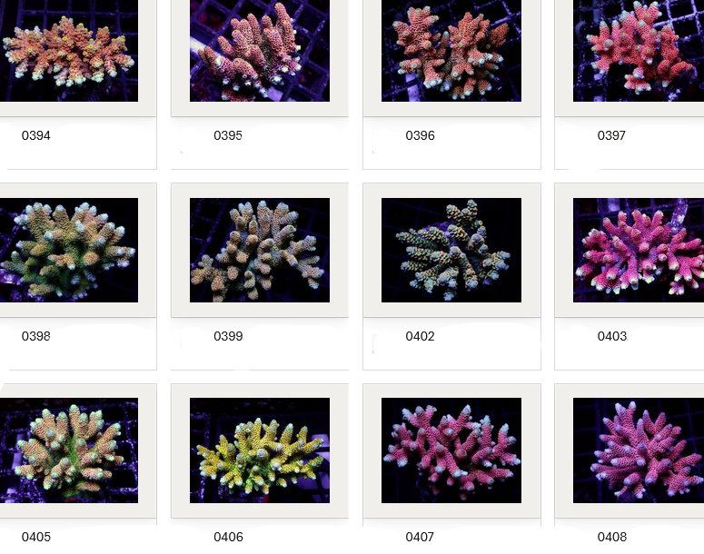 Kupang Acropora